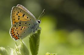 Attēlu rezultāti vaicājumam “Lycaena alciphron female”