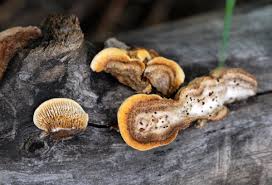 Attēlu rezultāti vaicājumam “Gloeophyllum trabeum”