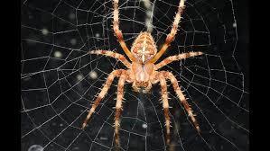Attēlu rezultāti vaicājumam “Araneus diadematus female”