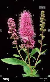 Attēlu rezultāti vaicājumam “Spiraea salicifolia”