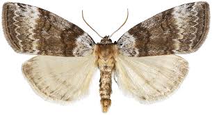 Attēlu rezultāti vaicājumam “Tetheella fluctuosa”