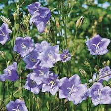 Image result for Campanula persicifolia