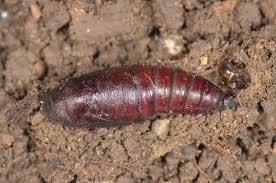 Attēlu rezultāti vaicājumam “Mniotype satura”