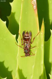 Attēlu rezultāti vaicājumam “Polistes”