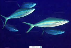 Image result for Elagatis bipinnulata