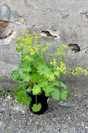 Image result for Alchemilla mollis