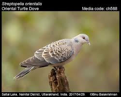 Image result for Streptopelia orientalis