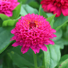 Image result for Zinnia elegans