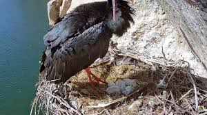 Attēlu rezultāti vaicājumam “Ciconia nigra nest”
