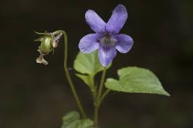 Attēlu rezultāti vaicājumam “Viola rupestris flower”