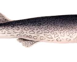 Image result for Poroderma pantherinum