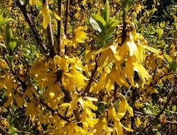 Attēlu rezultāti vaicājumam “Forsythia viridissima”