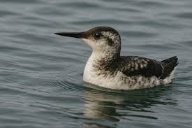 Image result for Brachyramphus perdix