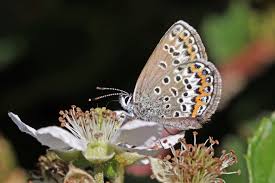 Attēlu rezultāti vaicājumam “Plebejus idas female”