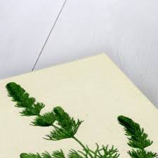 Attēlu rezultāti vaicājumam “Ceratophyllum submersum”