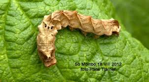 Attēlu rezultāti vaicājumam “Thyatira batis imago”