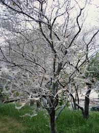 Attēlu rezultāti vaicājumam “Yponomeuta evonymella imago”