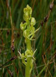 Attēlu rezultāti vaicājumam “Liparis loeselii”