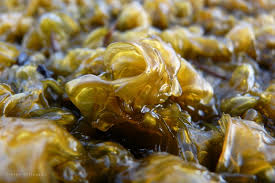 Attēlu rezultāti vaicājumam “Nostoc commune”