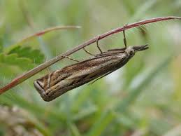 Attēlu rezultāti vaicājumam “Crambus lathoniellus”