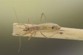 Attēlu rezultāti vaicājumam “Nabis limbatus”