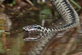 Attēlu rezultāti vaicājumam “Vipera berus adult”