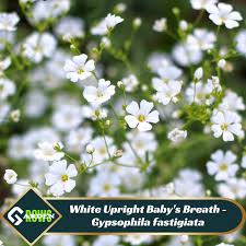 Attēlu rezultāti vaicājumam “Gypsophila fastigiata flower”