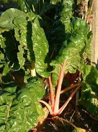 Image result for Beta vulgaris