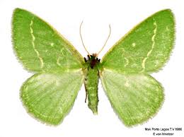 Attēlu rezultāti vaicājumam “Thetidia smaragdaria”