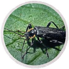 Attēlu rezultāti vaicājumam “Cantharis obscura”