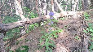 Attēlu rezultāti vaicājumam “Campanula cervicaria bud”