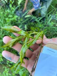 Attēlu rezultāti vaicājumam “Potamogeton praelongus”