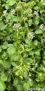 Attēlu rezultāti vaicājumam “Berula erecta leaf”