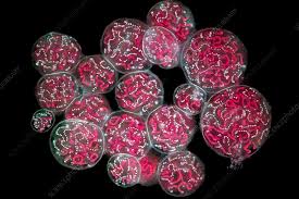 Attēlu rezultāti vaicājumam “Nostoc pruniforme cells”