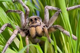 Image result for spider