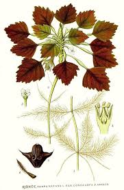 Attēlu rezultāti vaicājumam “Trapa natans leaf”