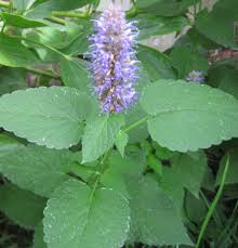 Attēlu rezultāti vaicājumam “Labiatae”