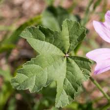 Image result for Malva sylvestris