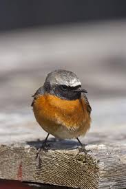 Attēlu rezultāti vaicājumam “Phoenicurus phoenicurus”