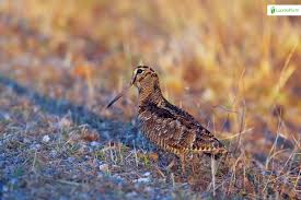 Attēlu rezultāti vaicājumam “Scolopax rusticola”