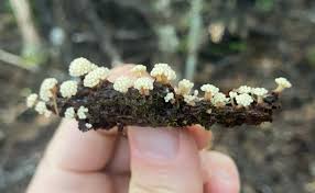 Attēlu rezultāti vaicājumam “Oligonema sp.”