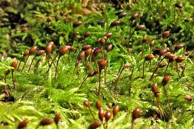 Attēlu rezultāti vaicājumam “Leiocolea rutheana sporophyte”