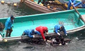 Image result for japan dolphin slaughter