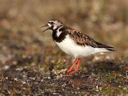 Attēlu rezultāti vaicājumam “Arenaria interpres”