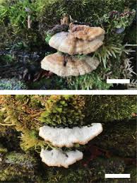 Attēlu rezultāti vaicājumam “Postia leucomallella”