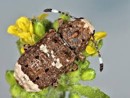 Attēlu rezultāti vaicājumam “Platystomos albinus”