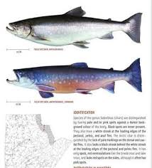 Image result for Salvelinus alpinus oquassa