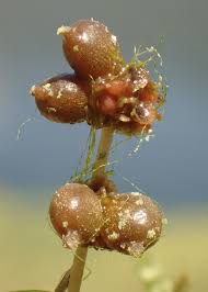 Attēlu rezultāti vaicājumam “Stuckenia pectinata”