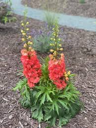 Attēlu rezultāti vaicājumam “Delphinium elatum”