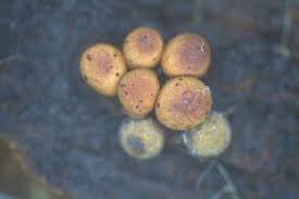 Attēlu rezultāti vaicājumam “Arcyria helvetica stalked”